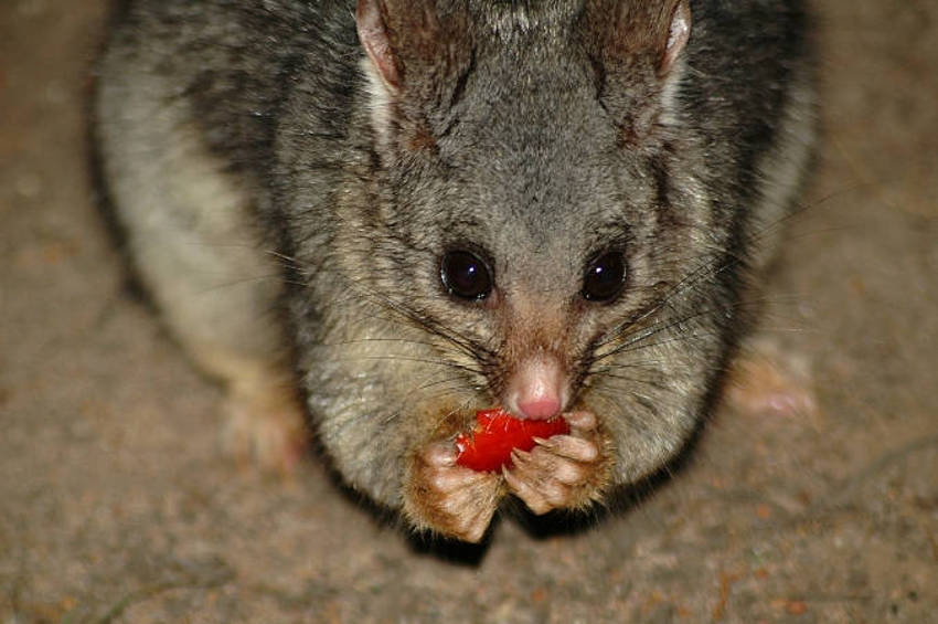 Possum eating